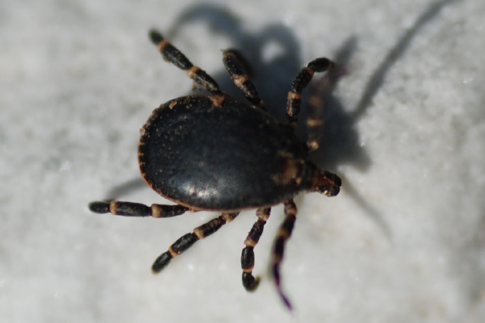 ixodid